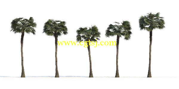棕榈树3D模型合辑的图片6