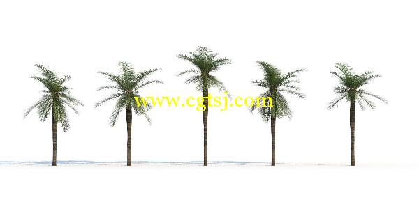 棕榈树3D模型合辑的图片10