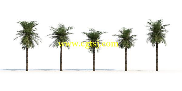 棕榈树3D模型合辑的图片11
