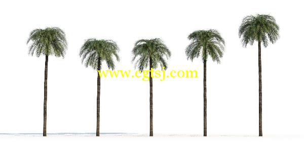 棕榈树3D模型合辑的图片15