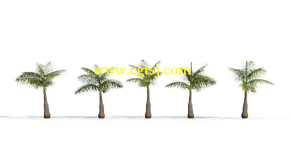 棕榈树3D模型合辑的图片16