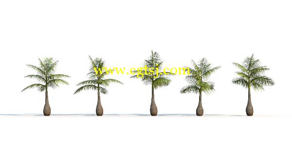 棕榈树3D模型合辑的图片17