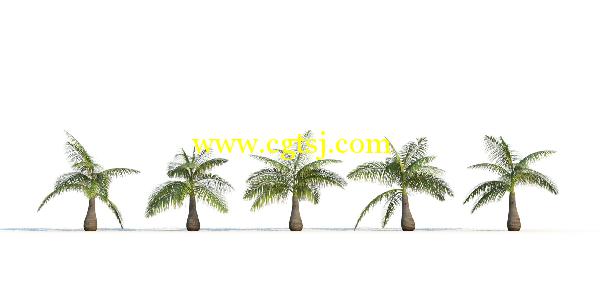 棕榈树3D模型合辑的图片19