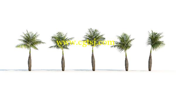 棕榈树3D模型合辑的图片20