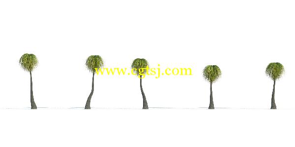 棕榈树3D模型合辑的图片21