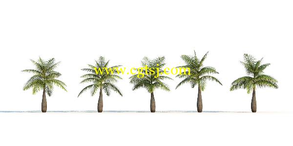 棕榈树3D模型合辑的图片22