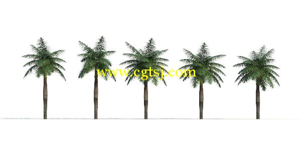 棕榈树3D模型合辑的图片24