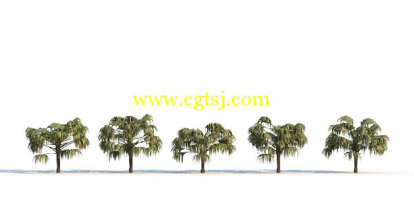 棕榈树3D模型合辑的图片25