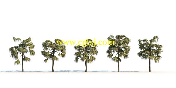 棕榈树3D模型合辑的图片26