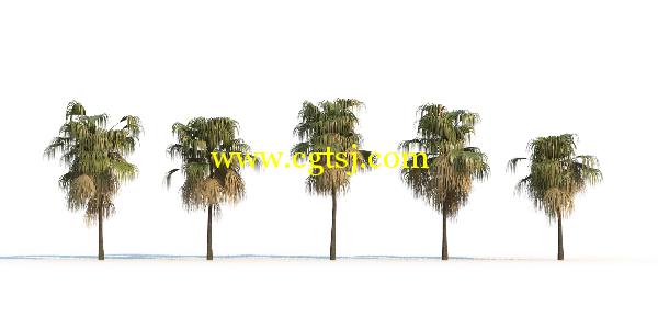 棕榈树3D模型合辑的图片27