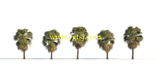 棕榈树3D模型合辑的图片28