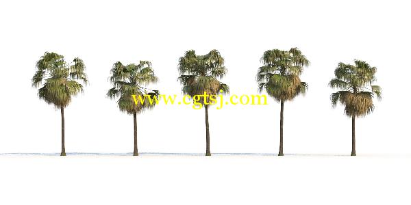 棕榈树3D模型合辑的图片29