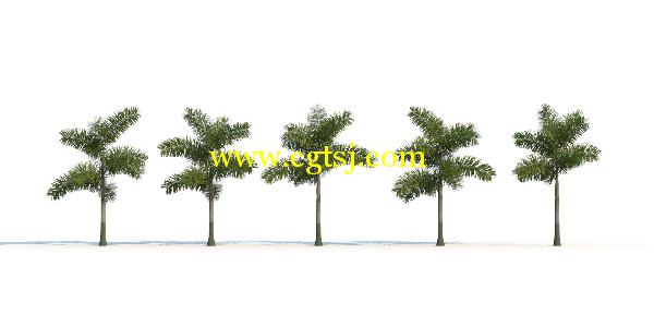 棕榈树3D模型合辑的图片30