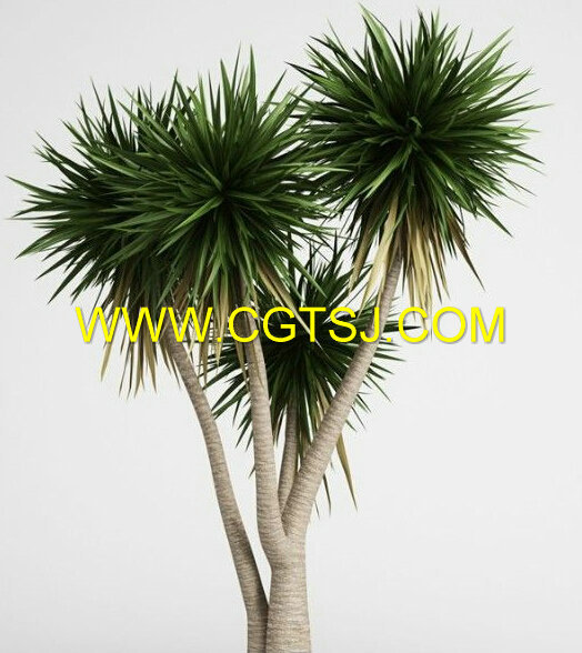 亚热带树木灌木植物3D模型合辑的图片1