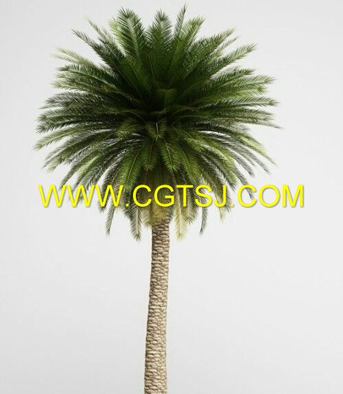 亚热带树木灌木植物3D模型合辑的图片2