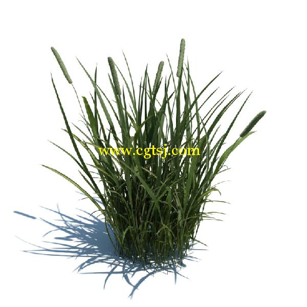 草木植物3D模型合辑的图片6