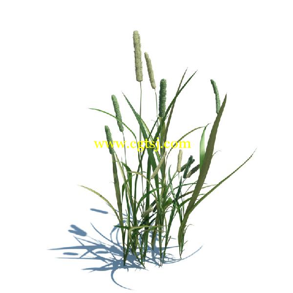 草木植物3D模型合辑的图片7