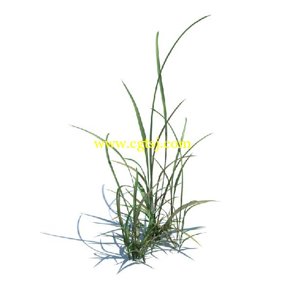 草木植物3D模型合辑的图片10