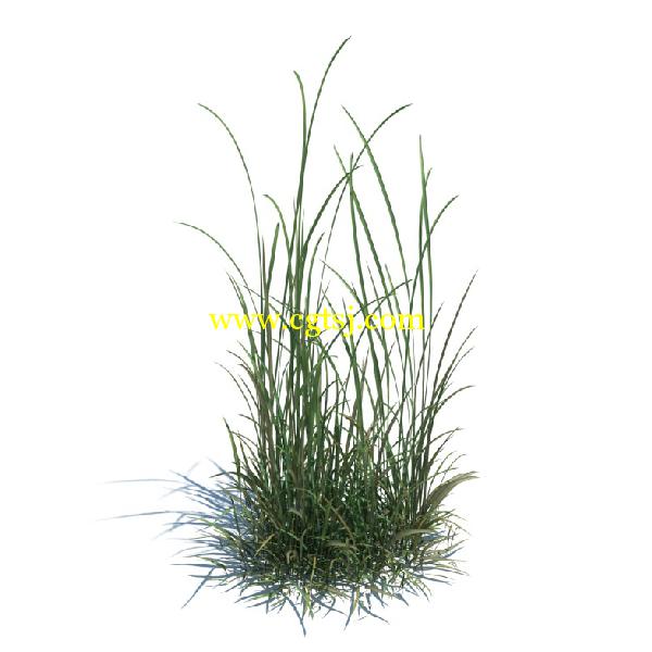 草木植物3D模型合辑的图片14