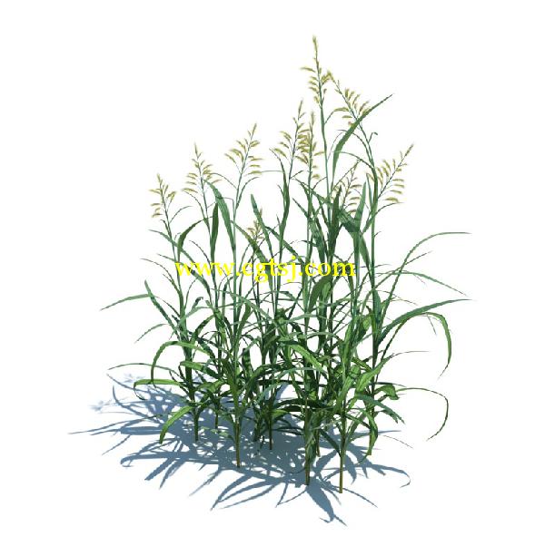 草木植物3D模型合辑的图片15