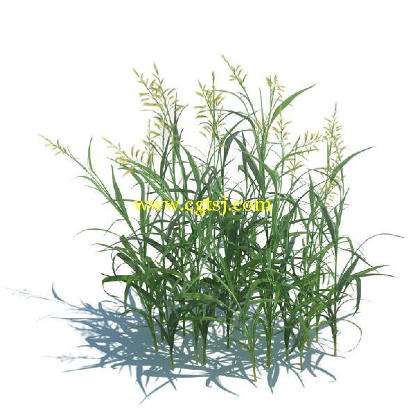 草木植物3D模型合辑的图片16