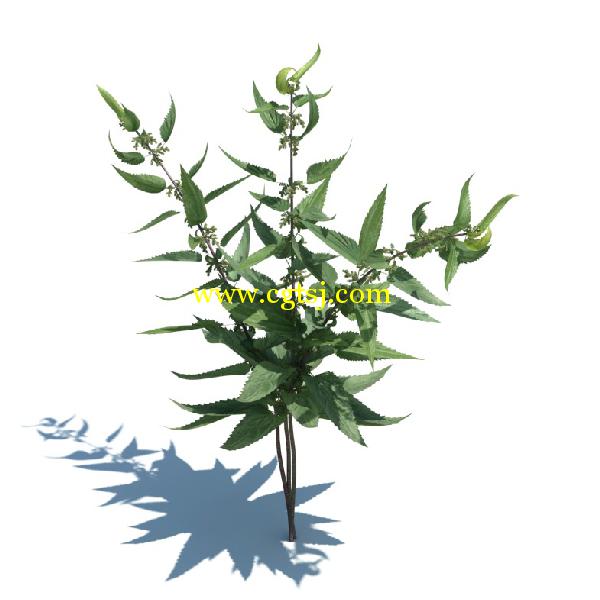草木植物3D模型合辑的图片17