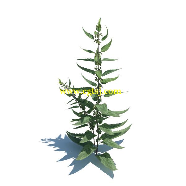 草木植物3D模型合辑的图片19