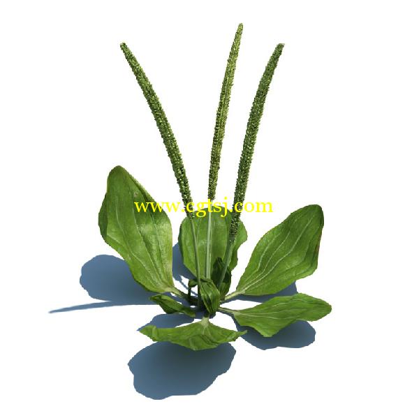 草木植物3D模型合辑的图片23