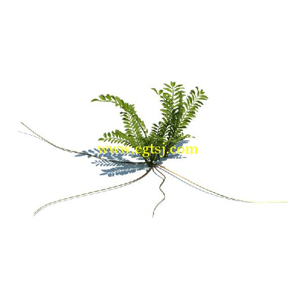 草木植物3D模型合辑的图片24