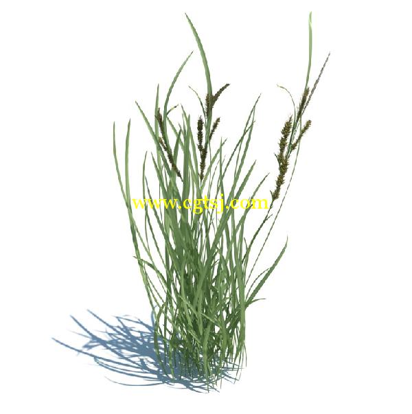 草木植物3D模型合辑的图片26