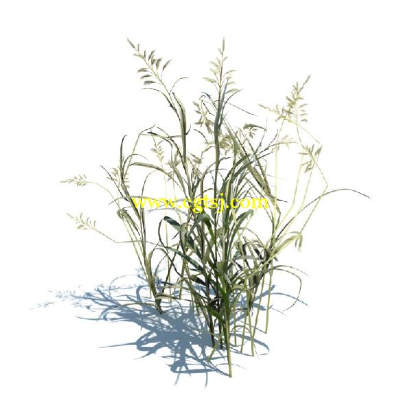 草木植物3D模型合辑的图片29