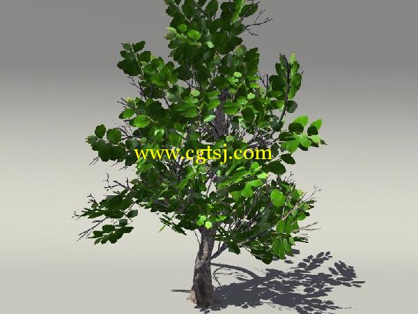 欧式树木植物3D模型合辑的图片1