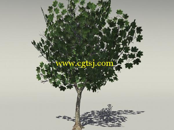 欧式树木植物3D模型合辑的图片2