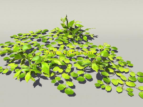 欧式树木植物3D模型合辑的图片4
