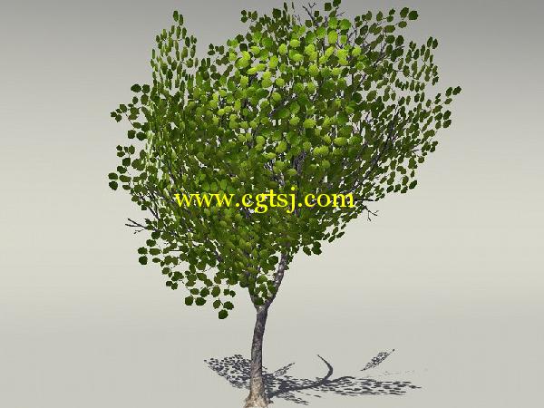欧式树木植物3D模型合辑的图片5