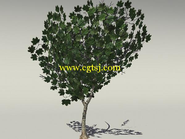 欧式树木植物3D模型合辑的图片6