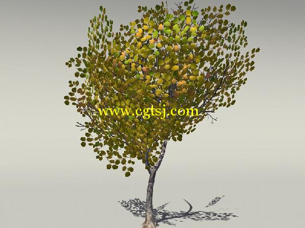 欧式树木植物3D模型合辑的图片7
