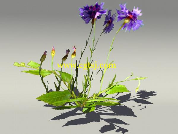欧式树木植物3D模型合辑的图片10