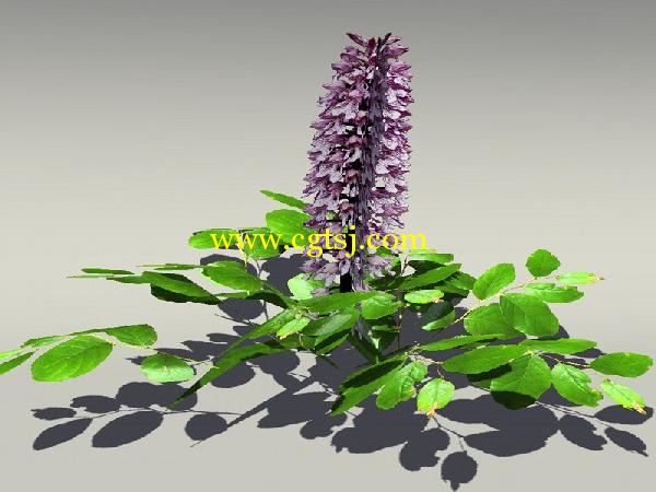 欧式树木植物3D模型合辑的图片11