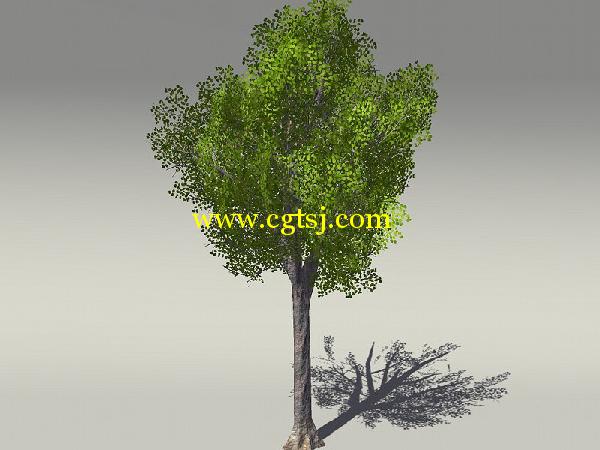 欧式树木植物3D模型合辑的图片12