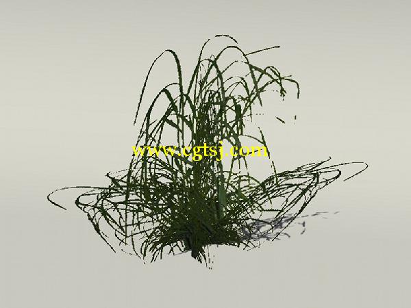 欧式树木植物3D模型合辑的图片14