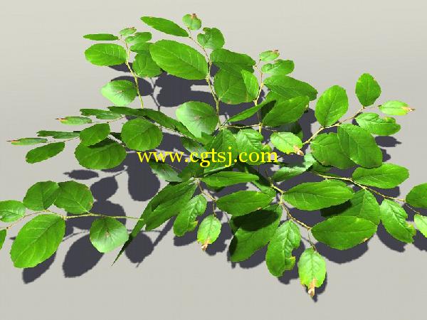 欧式树木植物3D模型合辑的图片17