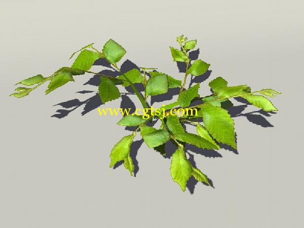 欧式树木植物3D模型合辑的图片18