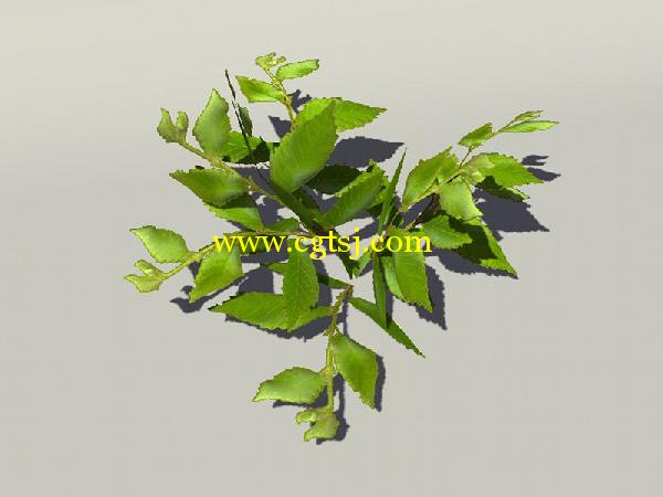 欧式树木植物3D模型合辑的图片19