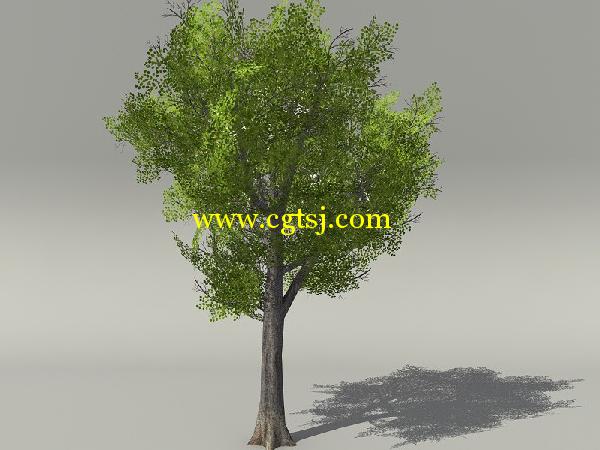 欧式树木植物3D模型合辑的图片20