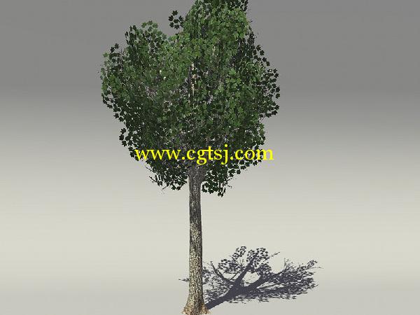 欧式树木植物3D模型合辑的图片23