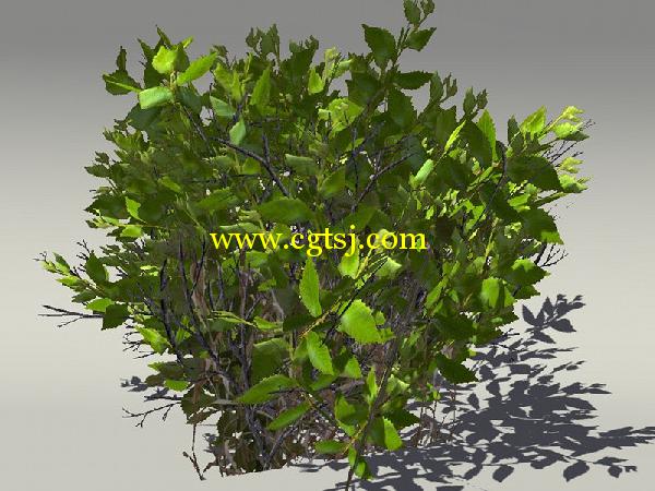 欧式树木植物3D模型合辑的图片24
