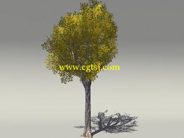 欧式树木植物3D模型合辑的图片25