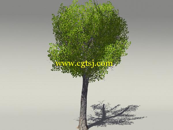 欧式树木植物3D模型合辑的图片26