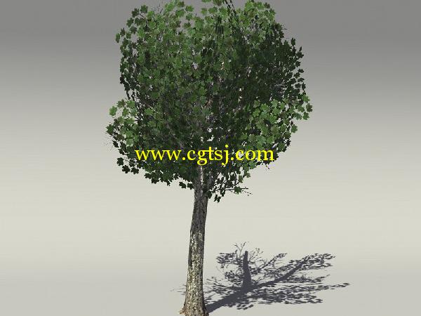 欧式树木植物3D模型合辑的图片27